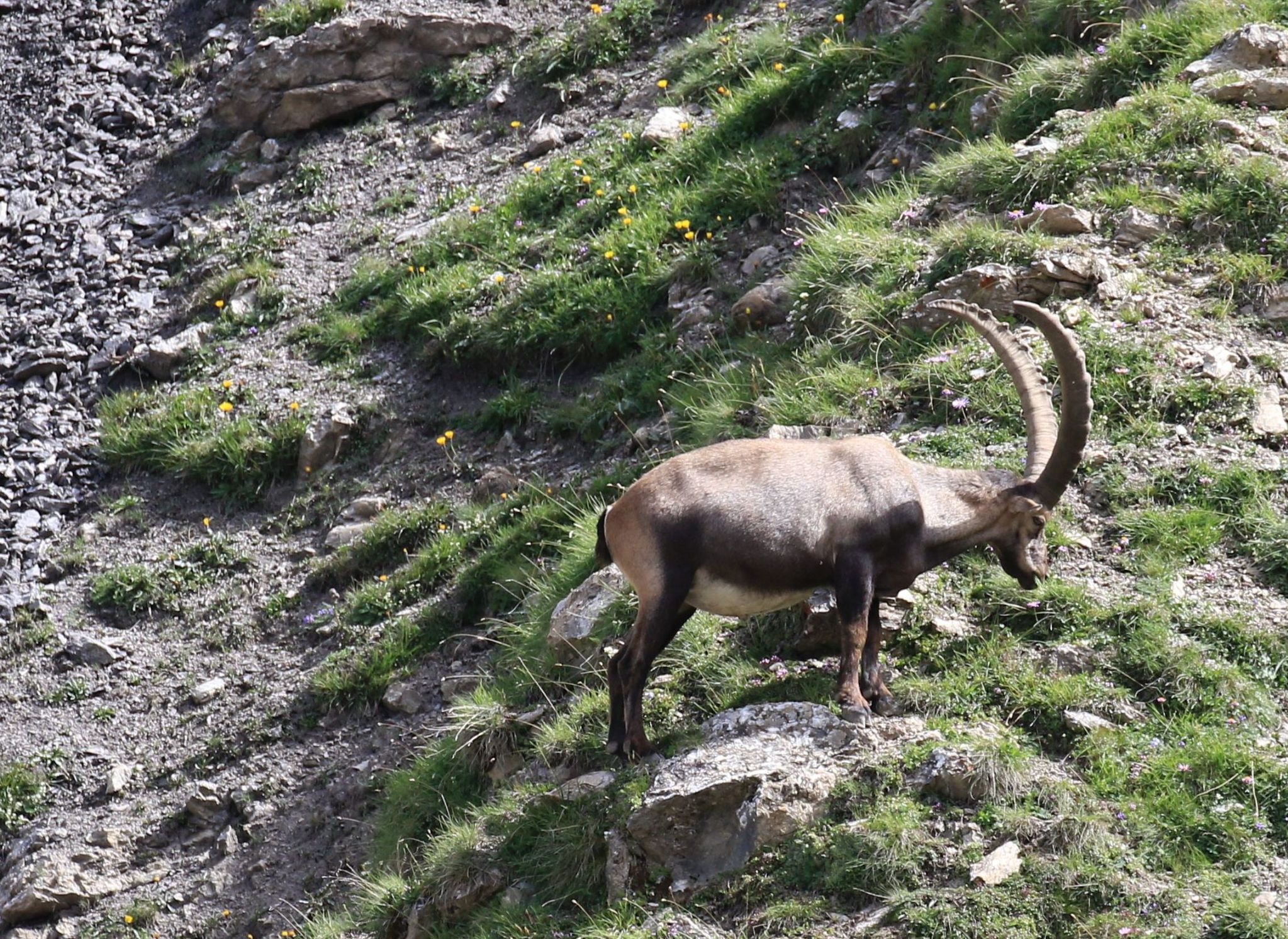 Schweizer Nationalpark