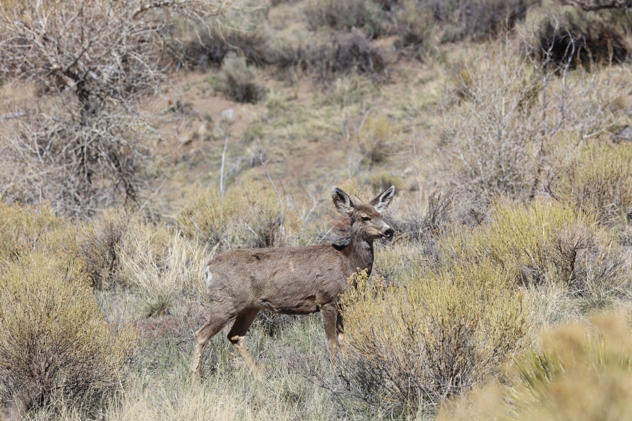 Great-Sand-Dunes-Nationalpark