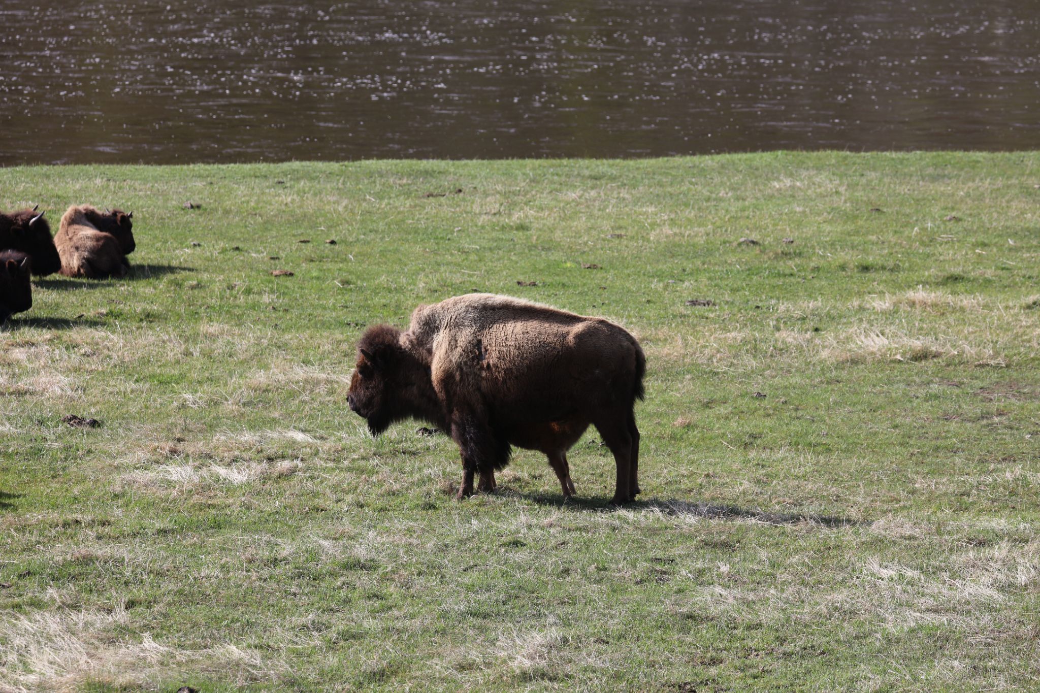 Yellowstone-Nationalpark