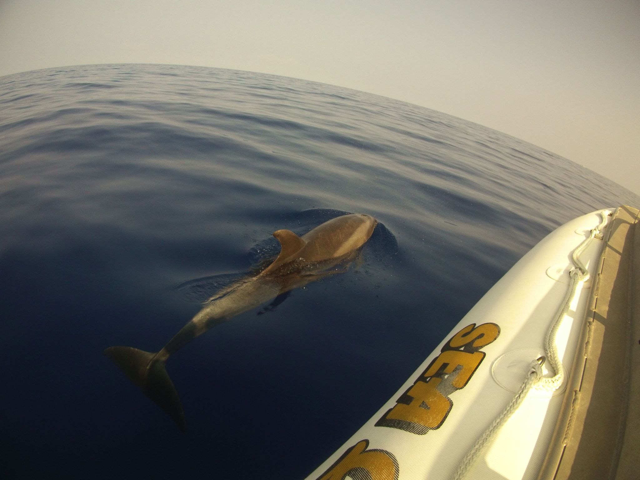 28 Hawaii Schnorcheln