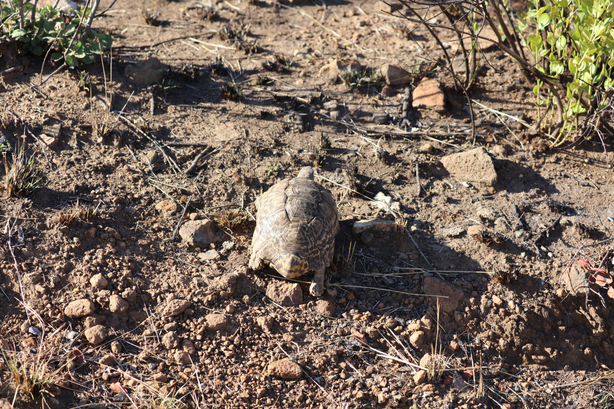 Ivory Tree Game Lodge