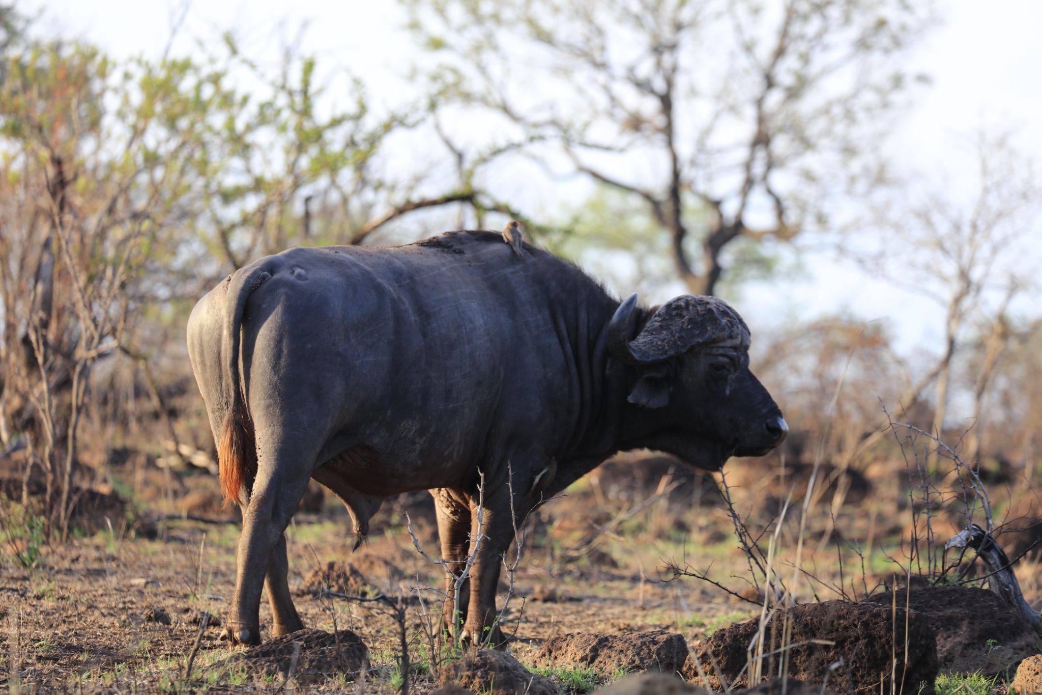 Krüger Nationalpark