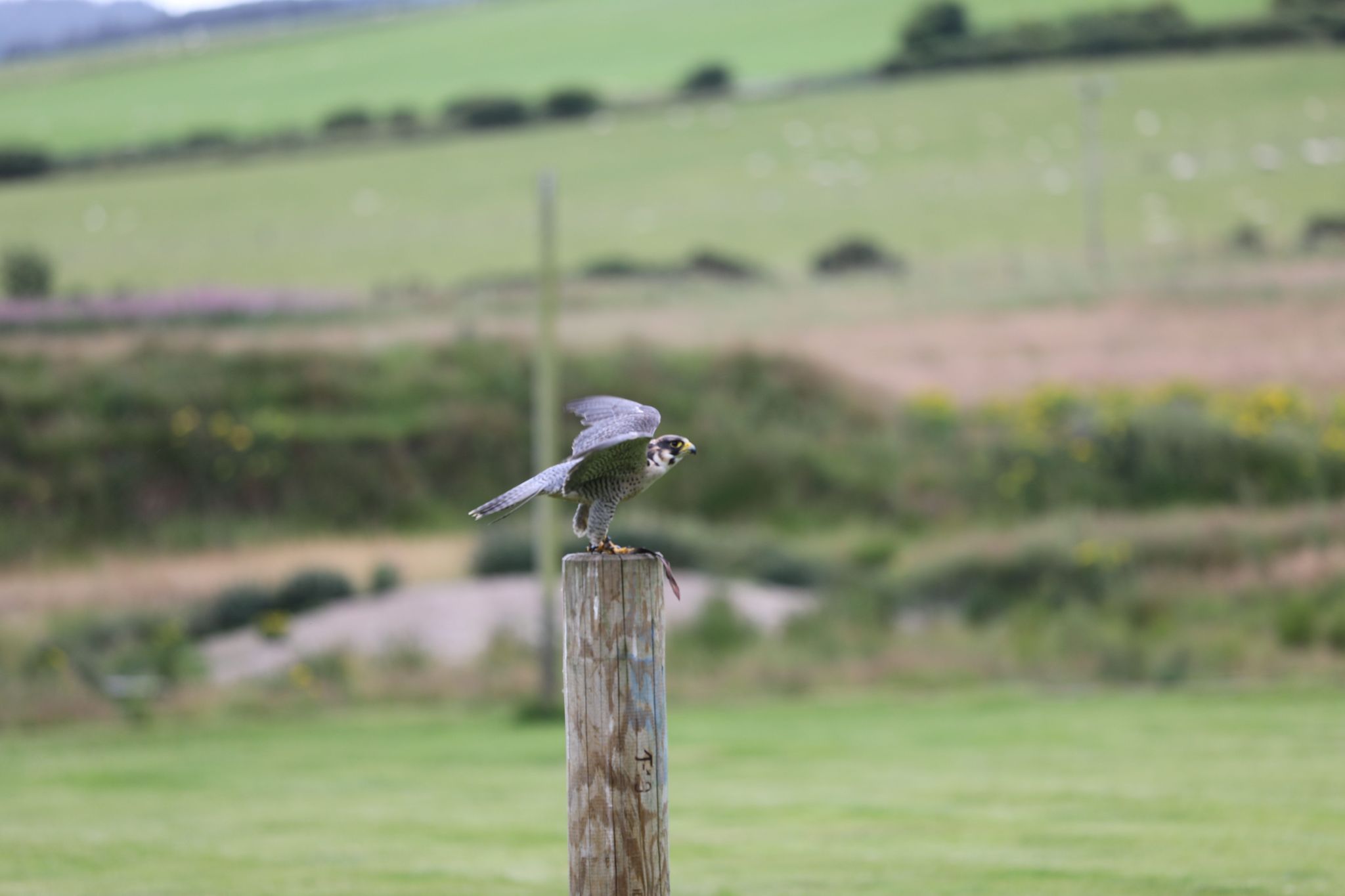 Tag 2 Grampian Mountains